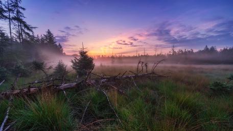 Misty Meadow Sunrise Glow wallpaper