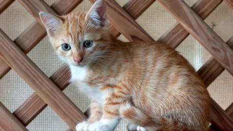 Ginger Kitten on Wooden Lattice wallpaper