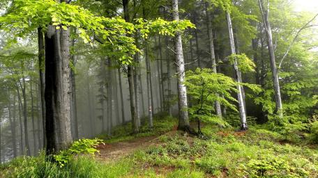 Misty Woodland Path in Spring Bloom wallpaper