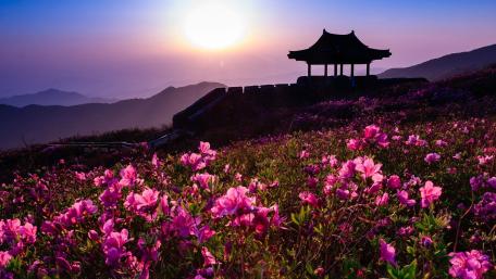 Sunrise Over Hwangmaesan Blooming Hills wallpaper