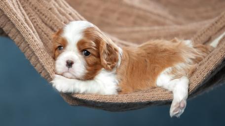 Resting Spaniel Puppy in a Cozy Hammock wallpaper