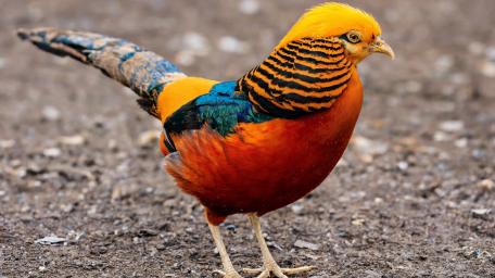 Golden Pheasant Splendor wallpaper