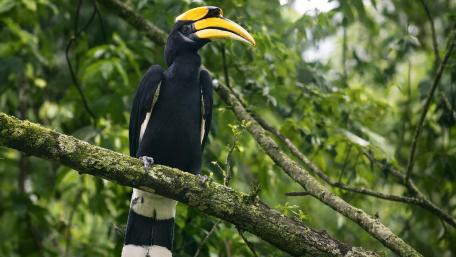 Helmeted Hornbill in Lush Forest Canopy wallpaper