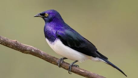 Violet Starling on Branch wallpaper