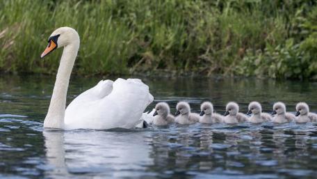 Elegant Swan and Fluffy Cygnets on a Calm Lake wallpaper