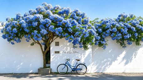 Blooming Street Bicycle Under Blue Summer Flowers wallpaper
