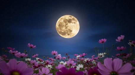 Moonlit Cosmos Garden in Dreamy Night Sky wallpaper