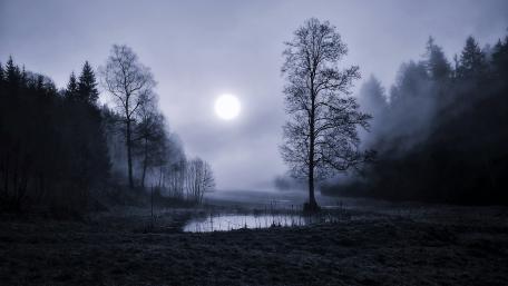 Moonlit Mist Over Silent Trees wallpaper