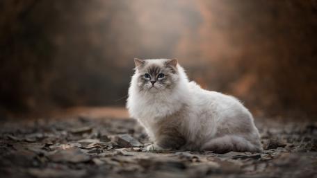Fluffy Cat in Soft Autumn Light wallpaper