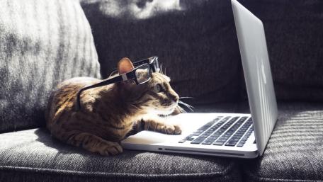 Curious Cat Working on the Laptop wallpaper