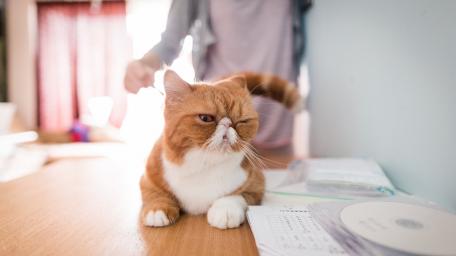 Grumpy Desk Cat wallpaper
