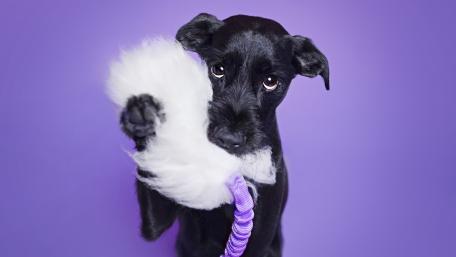 Playful Black Puppy with Fluffy Toy wallpaper