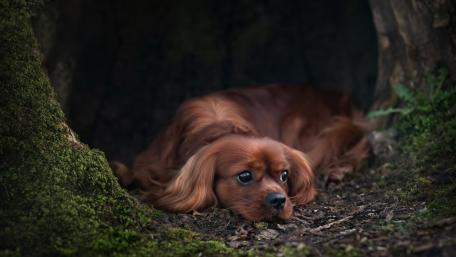 Cavalier King Charles Spaniel in a Cozy Hideaway wallpaper