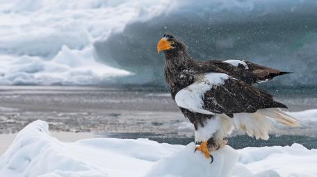 Majestic Steller Sea Eagle in Winter Storm wallpaper