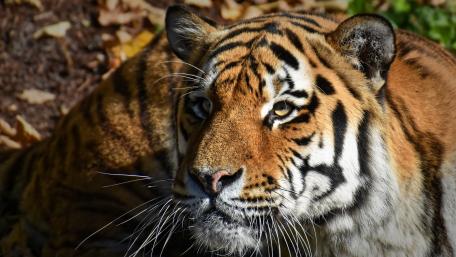 Majestic Tiger Closeup in Sunlit Forest wallpaper