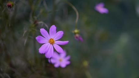 Purple Cosmos Bloom wallpaper