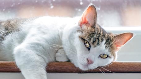 Relaxed Cat Resting in Soft Window Light wallpaper