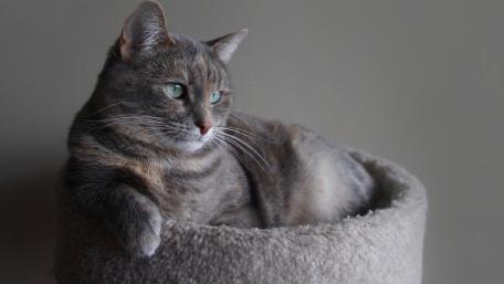Calm Grey Tabby Cat in Cozy Bed wallpaper