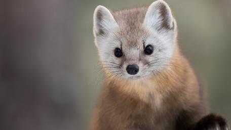 Adorable Pine Marten Portrait wallpaper