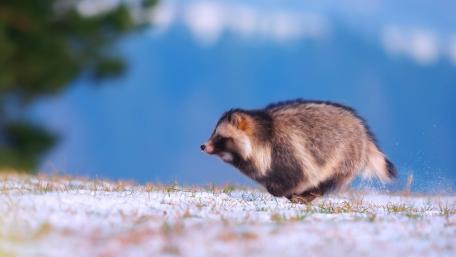 Winter Tanuki In Motion wallpaper