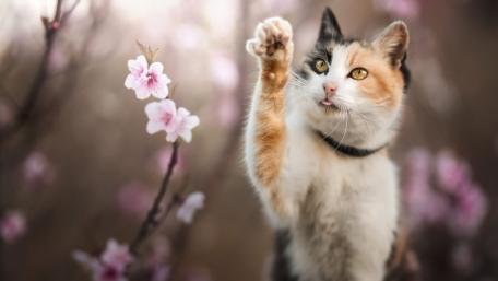 Playful Cat Among Blossoms wallpaper