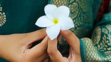 Delicate Beauty of Frangipani Flower wallpaper