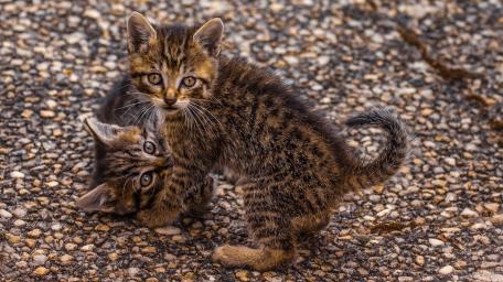 Playful Tabby Kittens on Pebbled Ground wallpaper
