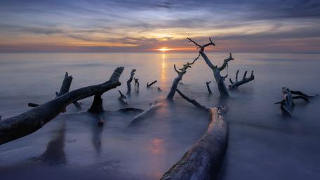 Tranquil Driftwood Sunset by the Shore wallpaper