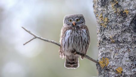Quiet Little Owl on a Mossy Branch wallpaper
