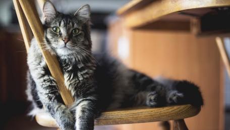 Fluffy Tabby Relaxing on a Wooden Chair wallpaper