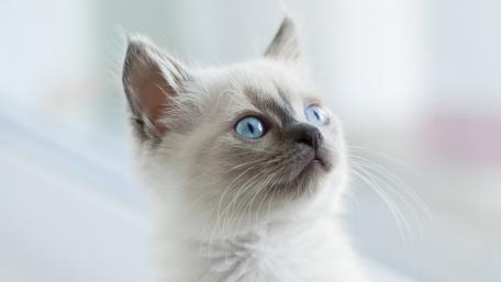 Blue Eyed White Kitten Portrait wallpaper