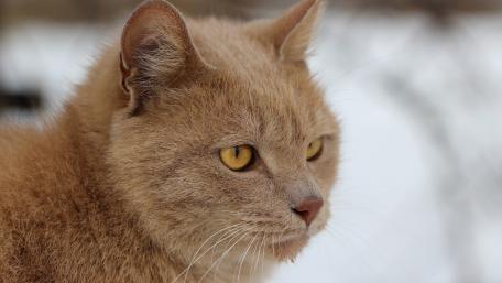 Golden Cat Portrait wallpaper