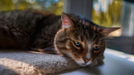 Relaxed Cat in Sunlit Window wallpaper