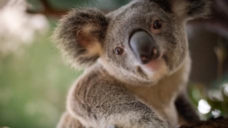 Curious Koala Close Up wallpaper
