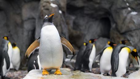 Graceful Penguin Colony wallpaper