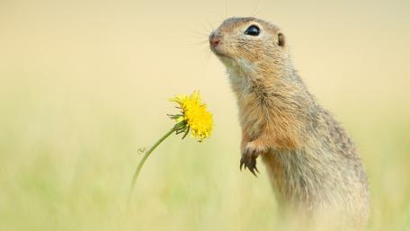 Curious Meerkat and Dandelion Bloom wallpaper