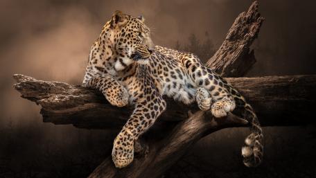 Majestic Leopard Resting on Weathered Branch wallpaper