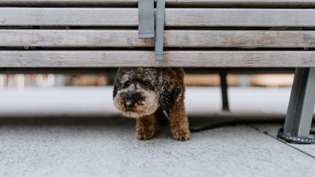 Peekaboo Puppy Under the Bench wallpaper