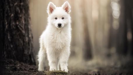 Gentle White Puppy in Forest Light wallpaper