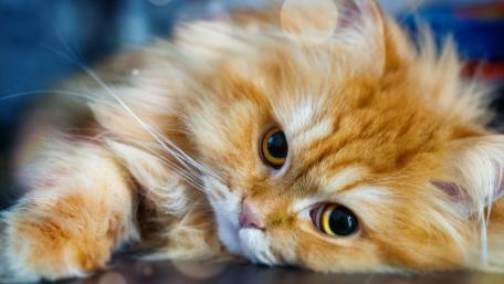 Fluffy Ginger Kitten Resting in Soft Light wallpaper
