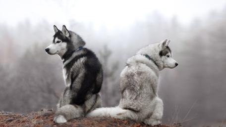 Misty Husky Companions on a Quiet Ridge wallpaper