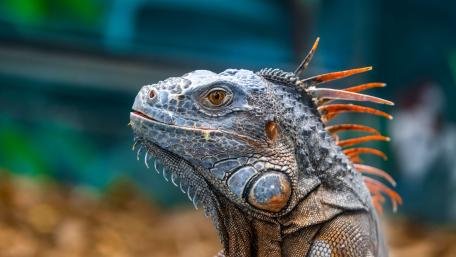 Regal Iguana Portrait wallpaper