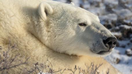Majestic Polar Bear in Arctic Stillness wallpaper