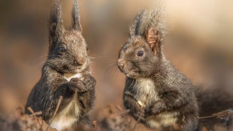Playful Squirrel Pair in Autumn Light wallpaper