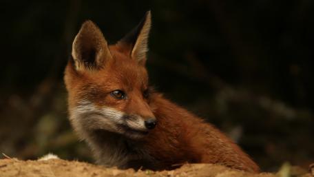 Curious Red Fox Cub in Woodland Light wallpaper