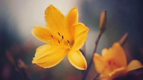Golden Bloom Glow wallpaper