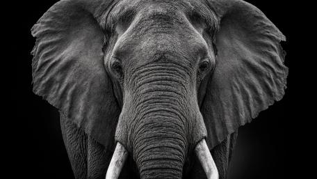 Monochrome Elephant wallpaper