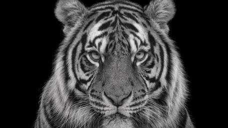 Monochrome Tiger wallpaper