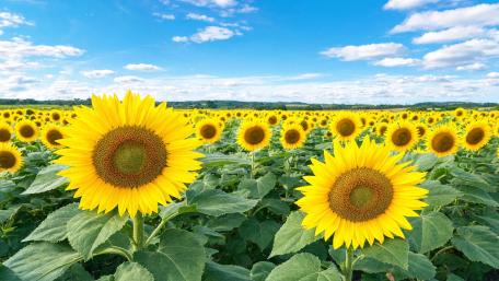 Golden Sunflower Horizon wallpaper