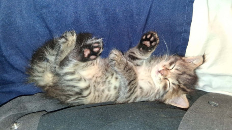 Adorable Kitten Sleeping Soundly wallpaper